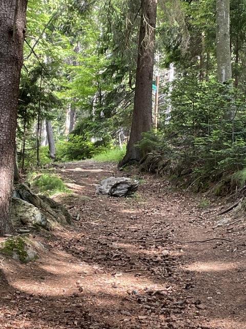 Waldweg im oberen Streckenabschnitt