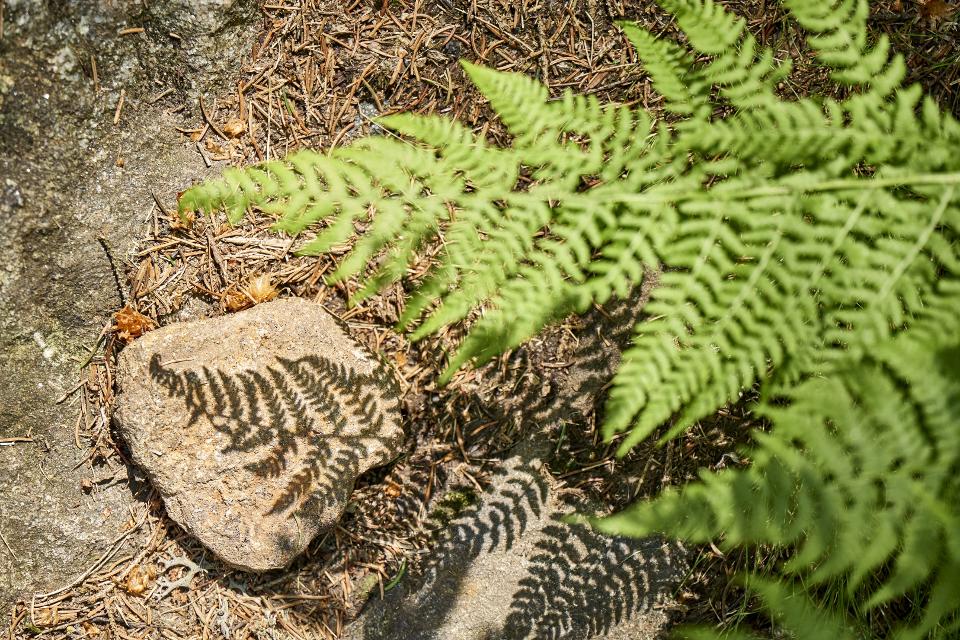 Wandern