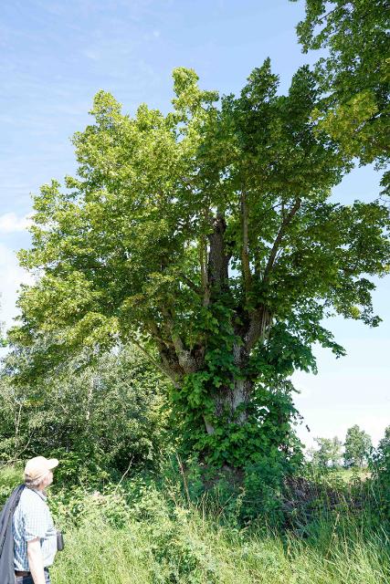 Hohe Turmlinde bei Großenhül