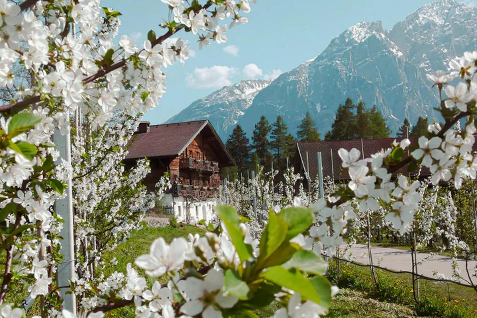 Obstgärten vor der Kuenz Naturbrennerei