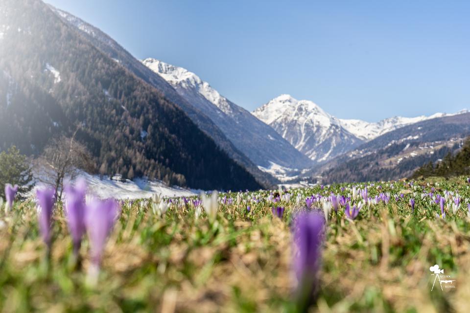 Frühling im Ultental