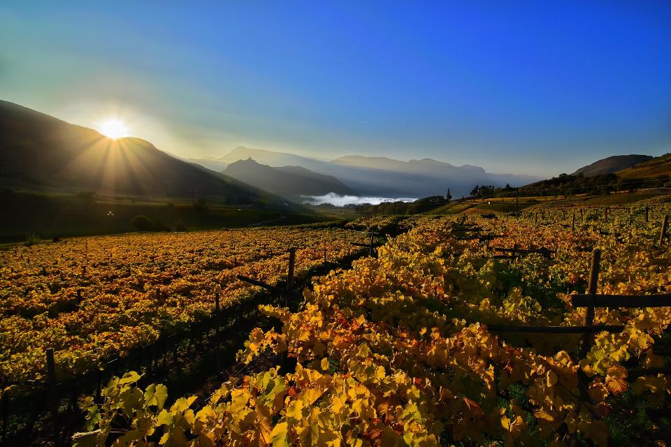 Weinherbst in der Region Südtiroler Weinstraße