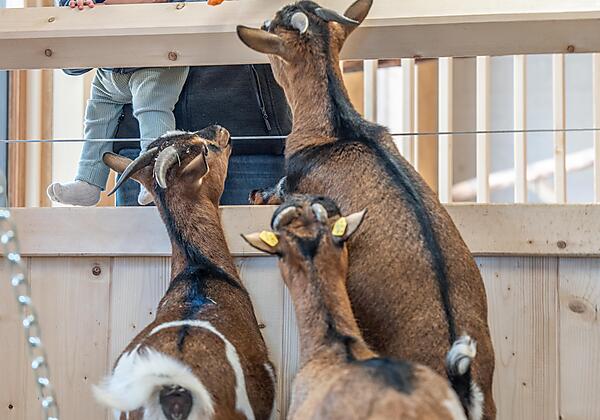 202209_Almfamilyhotel_Scherer-129