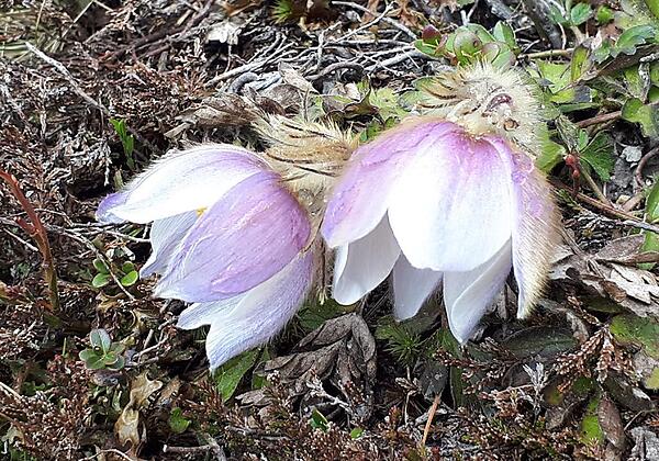 Kuhschelle, Emberger Alm
