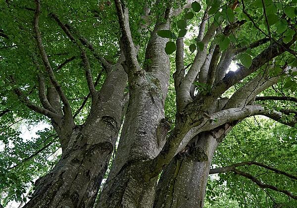 3_Buchen_Reuterkogel-1