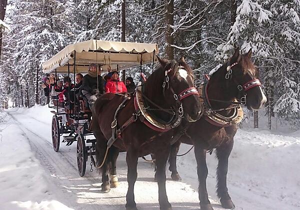 Rocky & Leo mit Schlitten