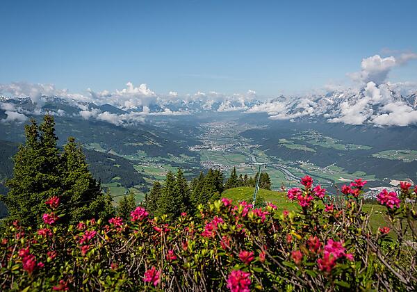 Hecher-Almrosen-©Silberregion-Karwendel