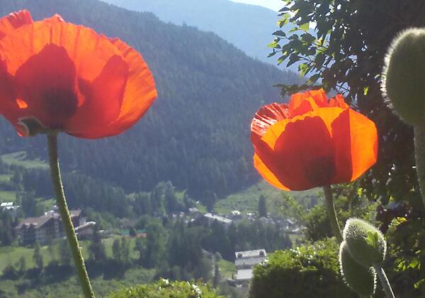 Talblick mit Mohnblumen
