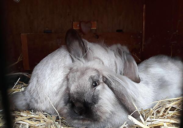 Unser Hasen Sternchen und Schneeflöckchen (1)