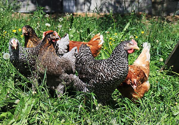 Unsere Hühner