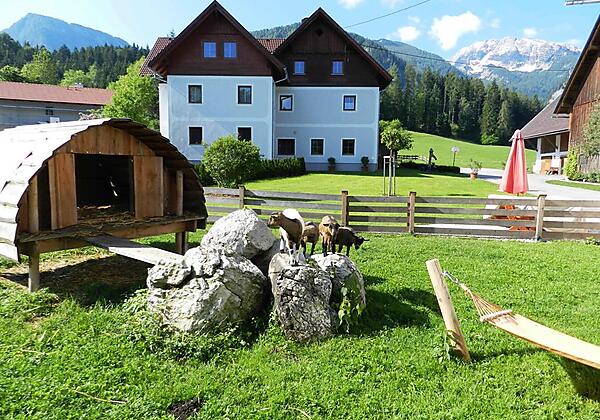 Ziegen auf der Weide