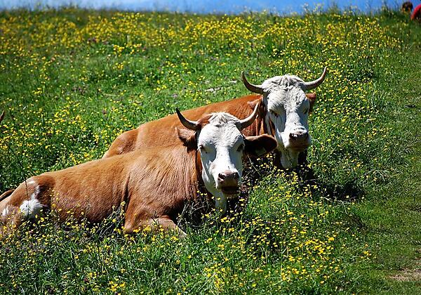 Kühe auf den grünen Wiesen
