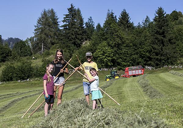 Bauernhof Großwolfing Ebbs - Feld
