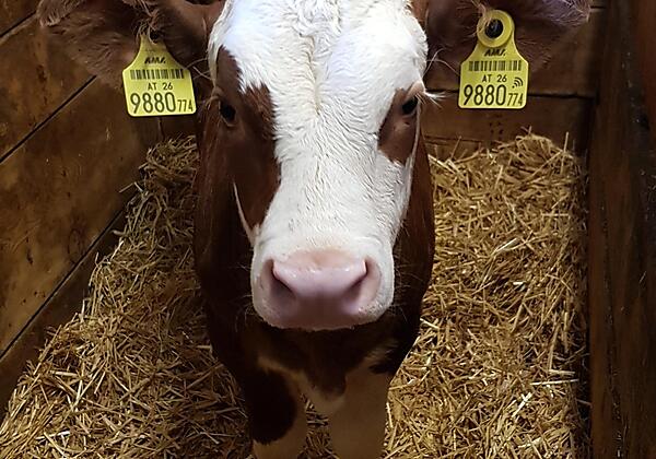 Snapchat-1621064446[1]