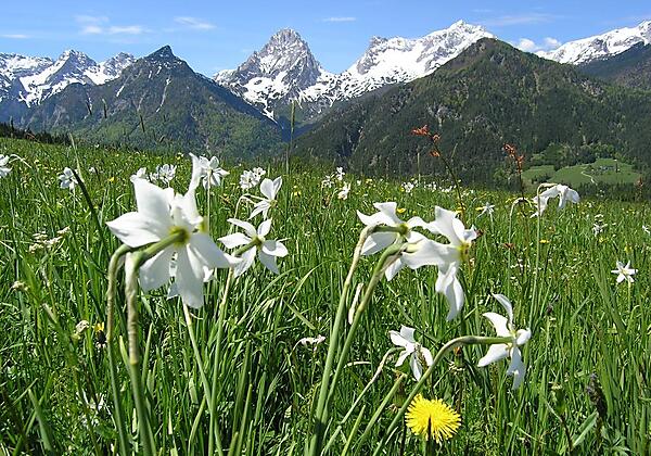 Narzissenwiesen rund ums Anwesen