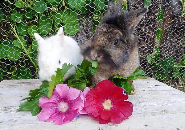 Die Zwergkaninchen Flauschi und Sindi - Kopie