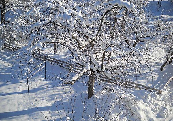 Brixnerhof Obstbaum Winter