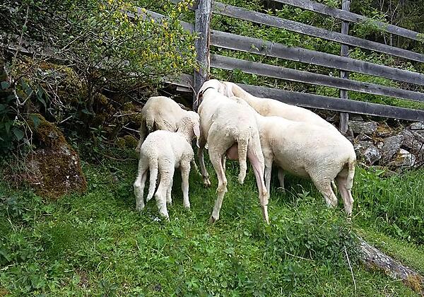 unsere Schafe
