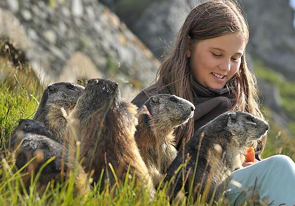 Victoria in unseren Bergen mit Murmeltiere