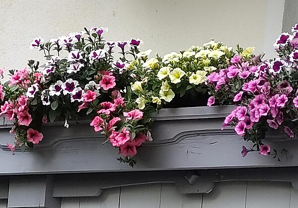 Blumenmeer