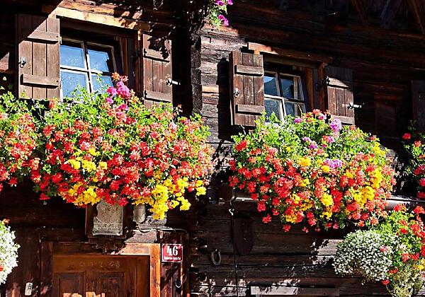 Blumen beim Ferienhaus Knor
