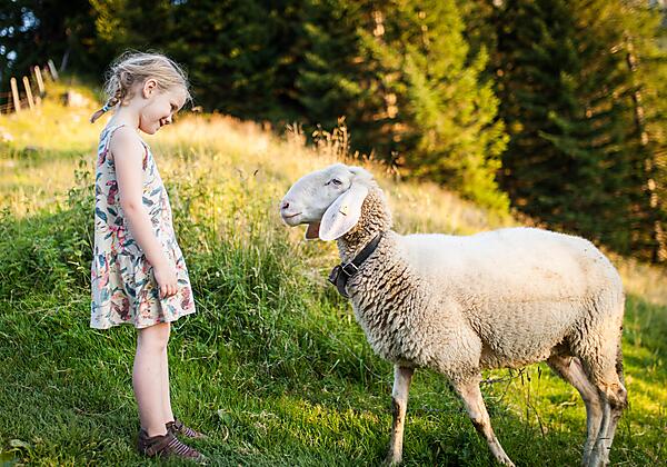 Schaf Lilly mit Marie