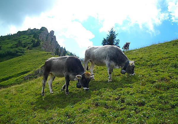 Unsere Tiere auf der Hochalpe