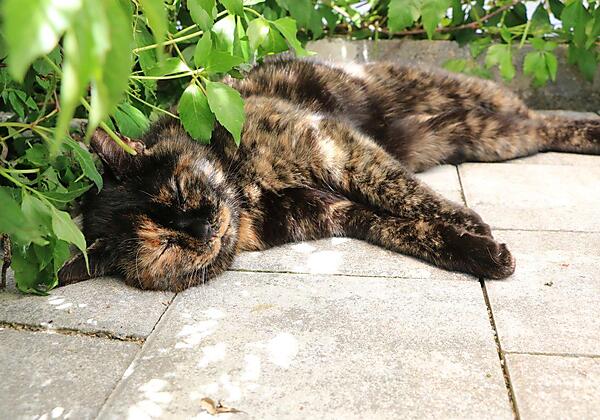 Unsere Katze Therese