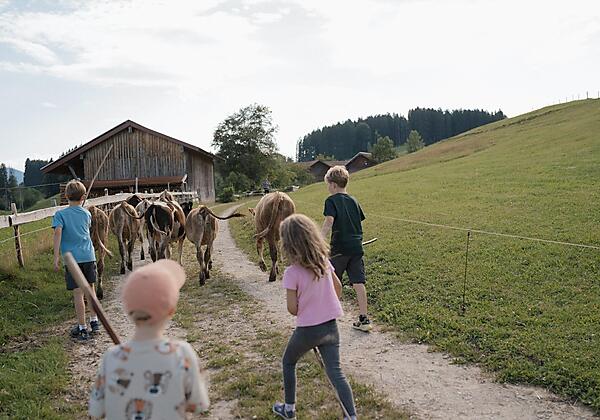 10 Rinder eintreiben