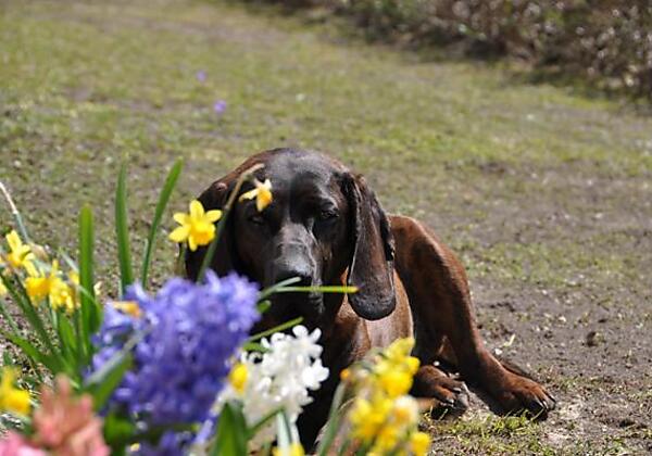 Haus- & Hofhund "Asti"