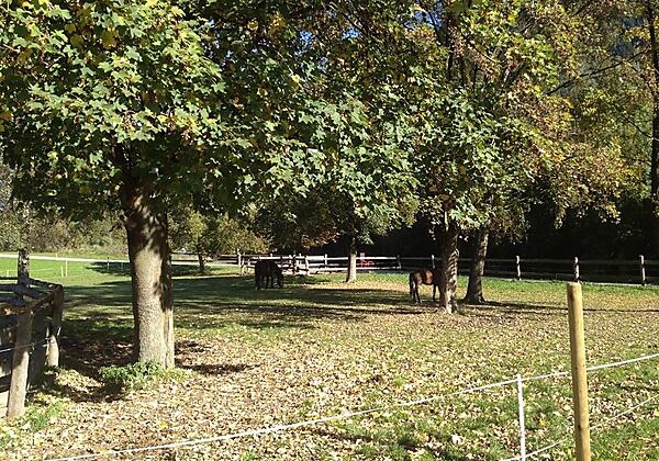 Unsere PferdeFerienhof Stadlpoint Ried Zillertal
