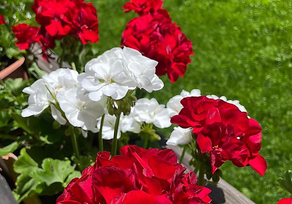 IMG-20220726-WA0003 (2)