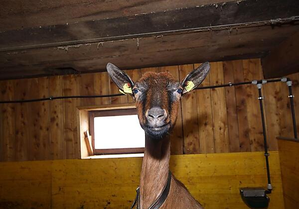 Bauernhof -Ziegen