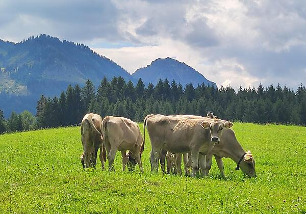 Sonnenköpfe mit Kälbchen