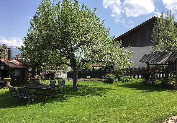 Unser alter Apfelbaum im Garten