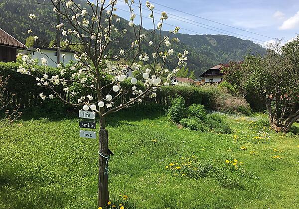Der Apfelbaum im Garten blüht