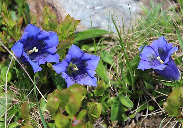 Enzianblüte Anfang Juli