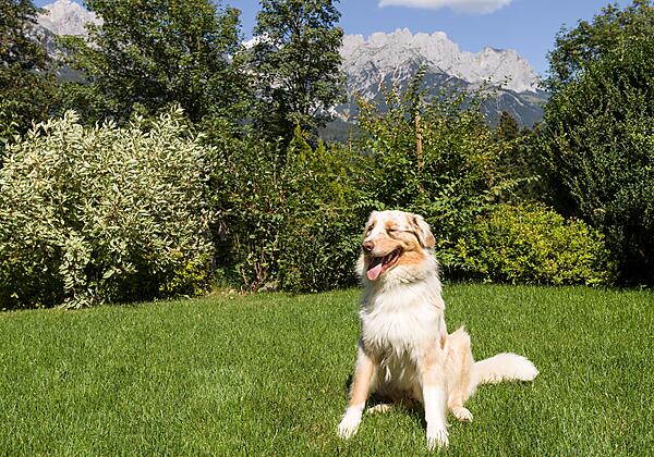 Obermuehlberghof_Muehlberg_5_Ellmau_08_2022_Hund_1