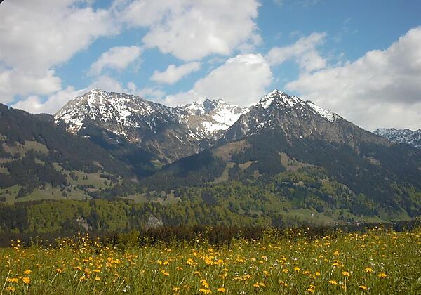 Löwenzahnblüte im Allgäu