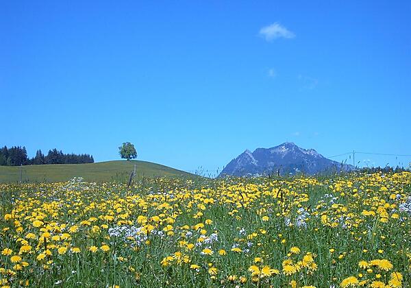 Frühlingswiese in Fischen
