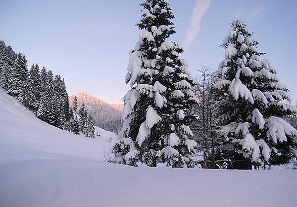 Verschneite Tannenbäume