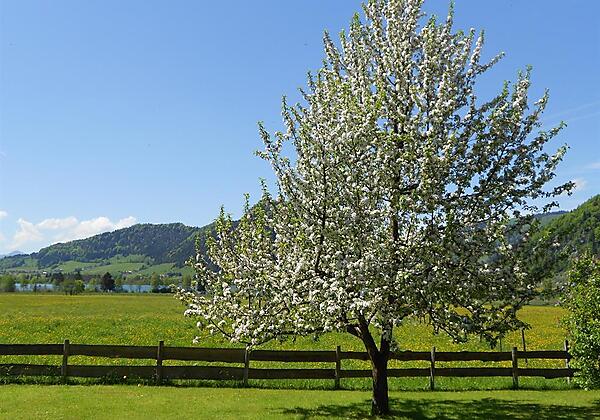 Garten zur freien Benützung