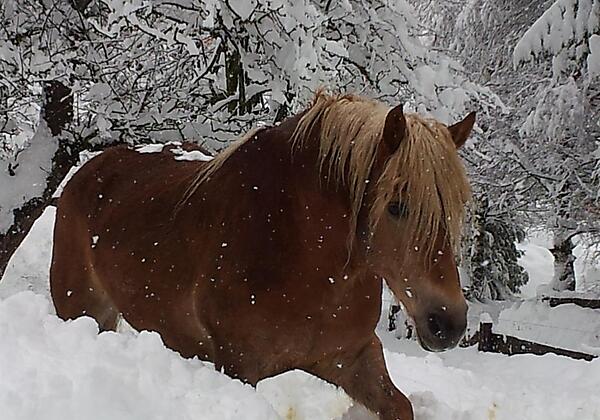 Sindy - unser Haflinger