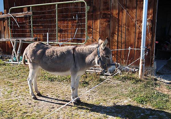Unser Esel Jacqueline