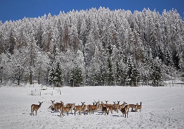 Glockner_Chalet_2018_3