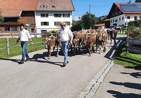 Almabtrieb Alpe Kalkhöf