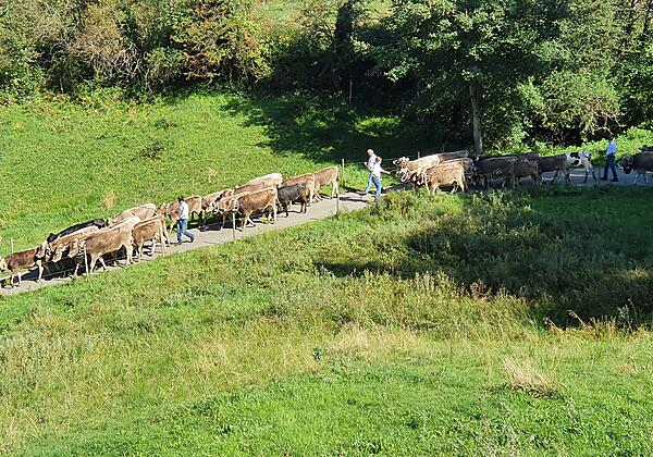 Auf dem Weg ins Tal - Alpe Kalkhöf