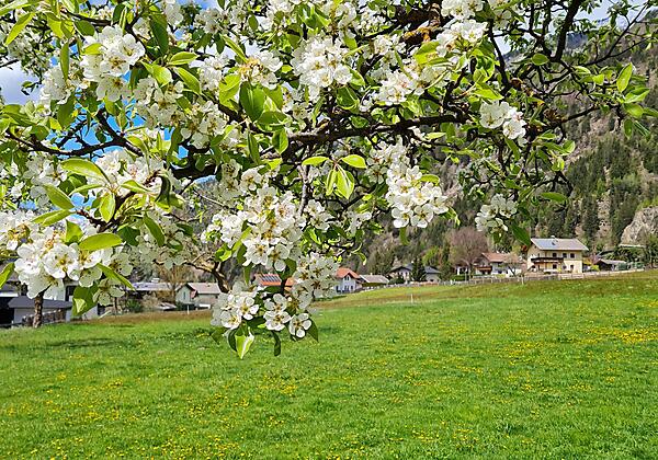 20230429_133340GstinighofBirnenblüte