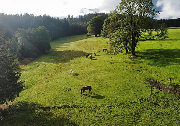 Pferde auf der Weide