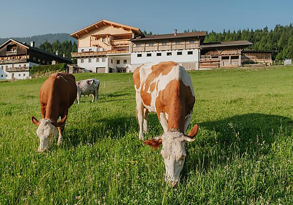 hattlerhof-hausansicht-mit-kuh-02